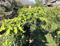 Саженцы лимона 