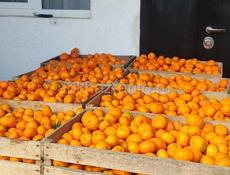 Мандарины по 50 рублей без торга, крупный с мелким