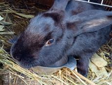 Продам кроликов