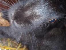 Продам кроликов