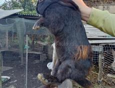 Продам кроликов