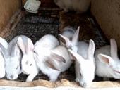 Кролики больших пород.