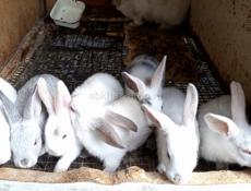 Кролики больших пород.