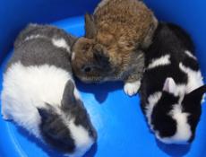 Карликовые кролики.