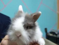 Карликовые кролики.