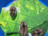 Сирийские джунгарские хомяки.