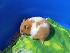 Сирийские джунгарские хомяки.