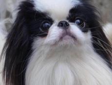 Японский хин