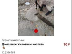 Продаются козлята