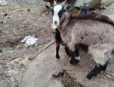 Козёл 🐐. Козлята