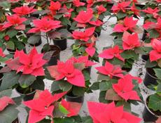   Цветы Рождественская звезда 