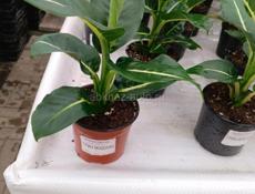   Цветы Рождественская звезда 