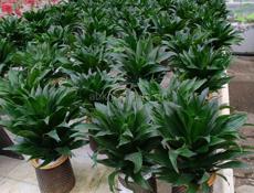   Цветы Рождественская звезда 