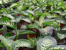   Цветы Рождественская звезда 