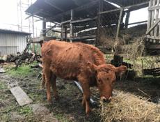 50-60кг срочно