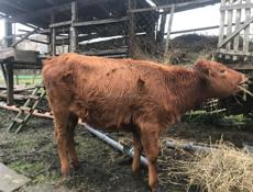 50-60кг срочно