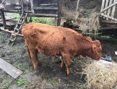 50-60кг срочно