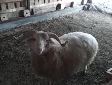 Баран и овца