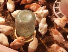 Продаю цыплята, несушки. Им 13 дней.