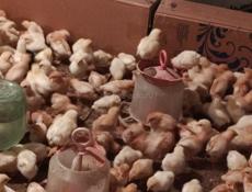 Продаю цыплята, несушки. Им 13 дней.