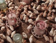 Продаю цыплята, несушки. Им 13 дней.