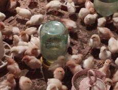 Продаю цыплята, несушки. Им 13 дней.