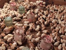 Продаю цыплята, несушки. Им 13 дней.