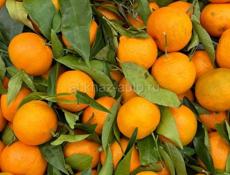 ПРОДАЖА МАНДАРИН