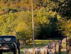 Козел 2-х годовалый (40кг+-)