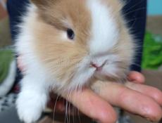 Карликовые кролики.