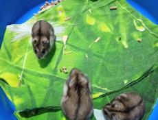 Сирийские джунгарские хомяки.