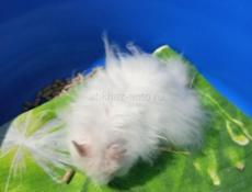 Сирийские джунгарские хомяки.