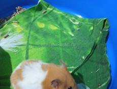 Сирийские джунгарские хомяки.