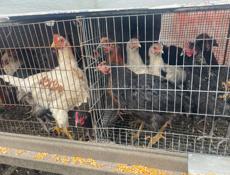 Продаются подращенные цеплята 