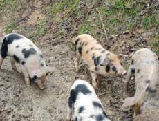 продаются поросята 