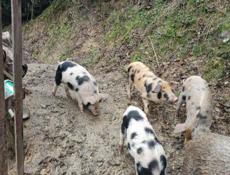 продаются поросята 