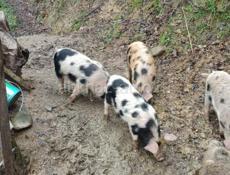 продаются поросята 