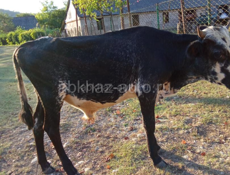 Бычок 65 70 кг 