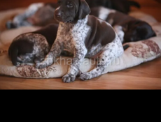 Приму в дар 