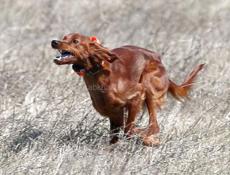 Приму в дар 