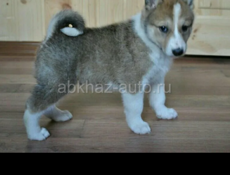 Приму в дар 