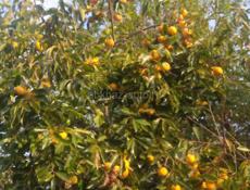 Продается мандарин 3 тонны 