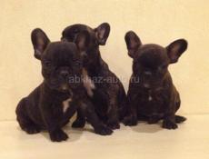 Французики 