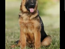 Овчарка чистокровная 