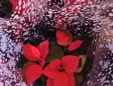 Цветы в горшках 🪴