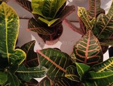 Цветы в горшках 🪴