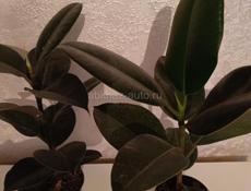 Цветы в горшках 🪴