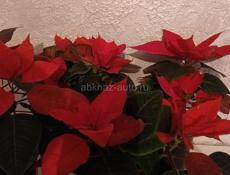 Цветы в горшках 🪴