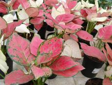 Цветы в горшках 🪴