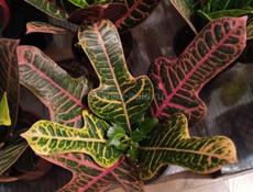 Цветы в горшках 🪴